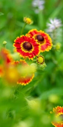 HELENIUM Autumnale 'Fuego' (Mariachi Series) PBR