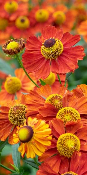 HELENIUM 'Baudirektor Linne' 1 HELENIUM 'Baudirektor Linne'