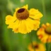 HELENIUM 'El Dorado'