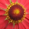 HELENIUM 'Mahagoni'