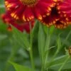 HELENIUM 'Vicky'