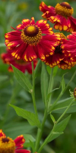 HELENIUM 'Vicky' 1 HELENIUM 'Vicky'