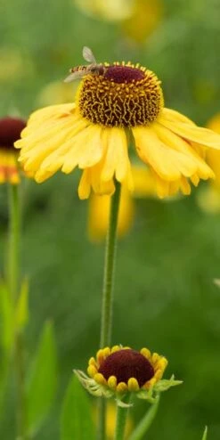 HELENIUM 'Wyndley'