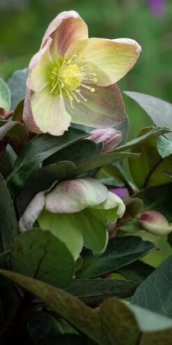 HELLEBORUS Ericsmithii ViV Valeria
