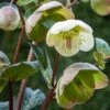 HELLEBORUS (Rodney Davey Marbled Group) Moondance