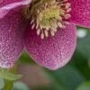 HELLEBORUS Orientalis 'Magic Red'