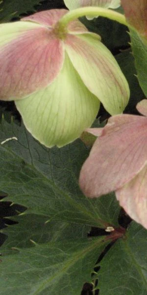HELLEBORUS X Sternii 1 HELLEBORUS X Sternii