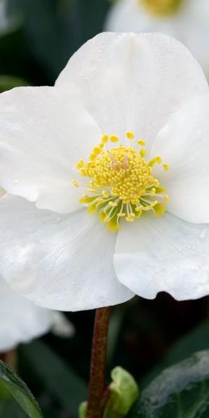 HELLEBORUS Niger 'Winterfall' 1 HELLEBORUS Niger 'Winterfall'