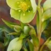 HELLEBORUS X Sternii 'Boughton Beauty'