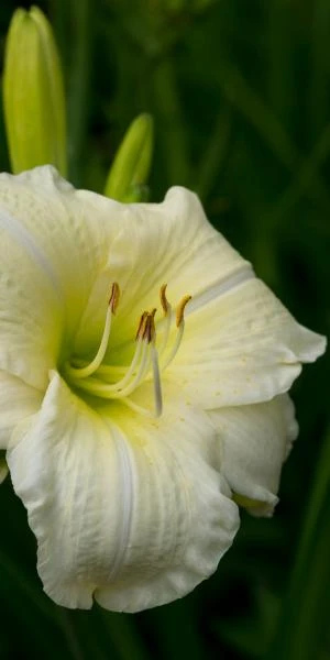 HEMEROCALLIS 'Joan Senior' 2 HEMEROCALLIS 'Joan Senior' - Image 2