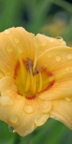 HEMEROCALLIS 'Siloam June Bug'