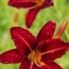 HEMEROCALLIS 'Stafford'