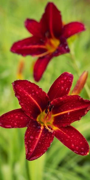 HEMEROCALLIS 'Stafford' 1 HEMEROCALLIS 'Stafford'