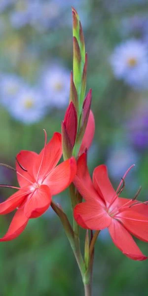 HESPERANTHA Coccinea 'Major' 2 HESPERANTHA Coccinea 'Major' - Image 2