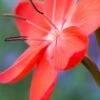 HESPERANTHA Coccinea 'Major'