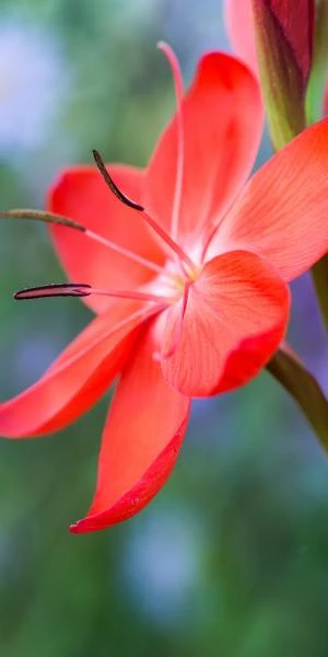 HESPERANTHA Coccinea 'Major' 1 HESPERANTHA Coccinea 'Major'