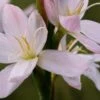 HESPERANTHA Coccinea 'Wilfred H. Bryant'