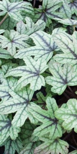 HEUCHERELLA 'Kimono' PBR
