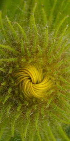 Outlet Botanic Yard Store -Outlet Botanic Yard Store inula hookeri 2 12