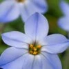 IPHEION 'Rolf Fiedler'