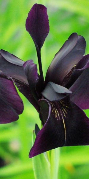 IRIS Chrysographes Black-flowered 1 IRIS Chrysographes Black-flowered