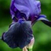 IRIS 'Deep Black' (TB)