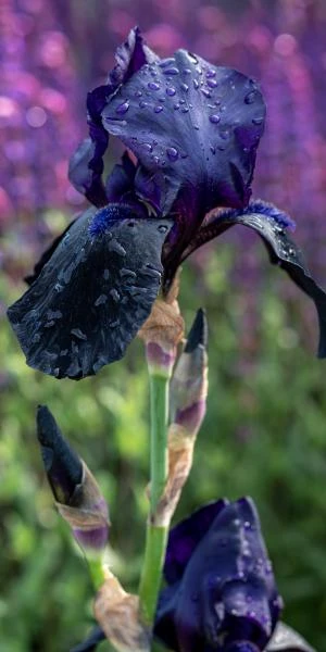 IRIS 'Deep Black' (TB) 2 IRIS 'Deep Black' (TB) - Image 2