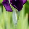 IRIS Ensata 'Variegata'