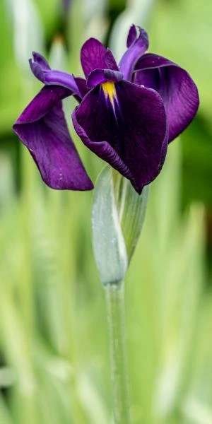 IRIS Ensata 'Variegata' 1 IRIS Ensata 'Variegata'