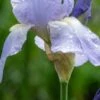 IRIS 'Jane Phillips' (TB)