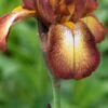 IRIS 'Kent Pride' (TB)