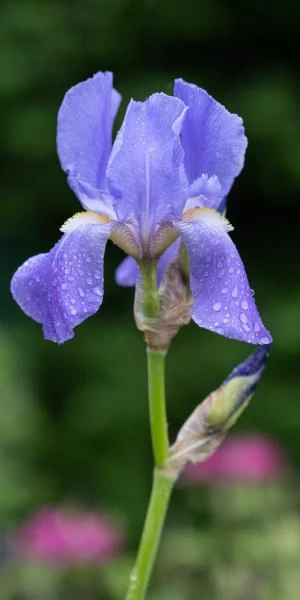 IRIS Pallida Subsp. Pallida 1 IRIS Pallida Subsp. Pallida