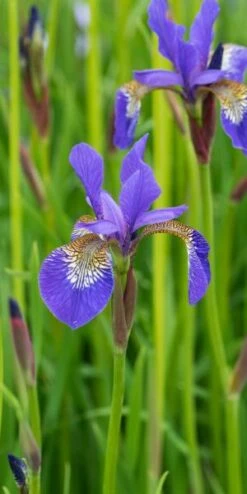 IRIS 'Tropic Night'