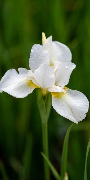 IRIS 'White Swirl' (SIB) 1 IRIS 'White Swirl' (SIB)