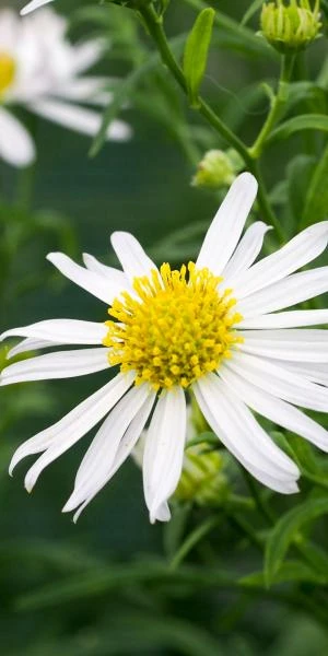 KALIMERIS 'Mon Jardin' 1 KALIMERIS 'Mon Jardin'