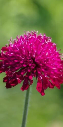 KNAUTIA Macedonica
