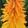 KNIPHOFIA 'Amsterdam'