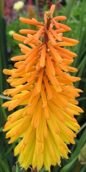 KNIPHOFIA 'Amsterdam' 1 KNIPHOFIA 'Amsterdam'