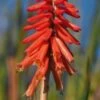 KNIPHOFIA 'Nancy's Red'