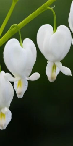 LAMPROCAPNOS Spectabilis 'Alba' -Outlet Botanic Yard Store lamprocapnos spectabilis alba 2231152