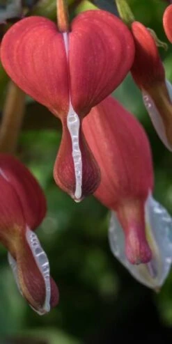 LAMPROCAPNOS Spectabilis 'Valentine' -Outlet Botanic Yard Store lamprocapnos spectabilis valentine 2110087