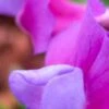 LATHYRUS Vernus 'Dama Violetta'