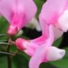 LATHYRUS Vernus 'Dark Pink'