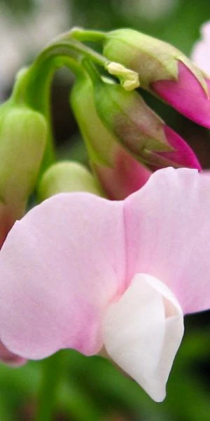 LATHYRUS Vernus 'Little Elf' 1 LATHYRUS Vernus 'Little Elf'