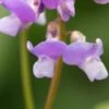 LATHYRUS Vernus 'Subtle Hints'