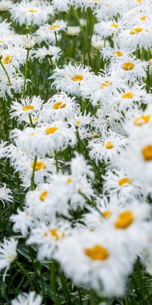 LEUCANTHEMUM X Superbum 'Phyllis Smith' 2 LEUCANTHEMUM X Superbum 'Phyllis Smith' - Image 2