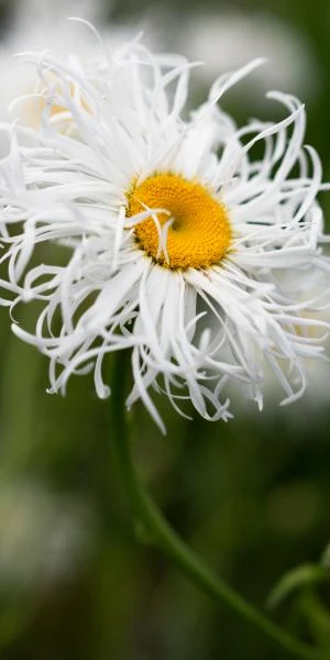 LEUCANTHEMUM X Superbum 'Beaute Nivelloise' 1 LEUCANTHEMUM X Superbum 'Beaute Nivelloise'