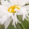 LEUCANTHEMUM X Superbum 'Phyllis Smith'