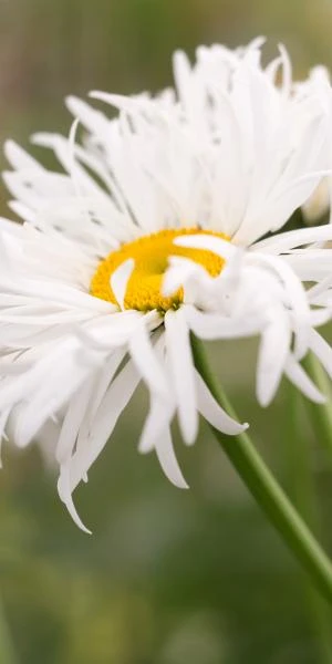LEUCANTHEMUM X Superbum 'Phyllis Smith' 1 LEUCANTHEMUM X Superbum 'Phyllis Smith'