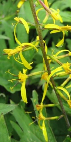 LIGULARIA Przewalskii